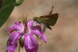 Edward's Skipperling (Oarisma edwardsii)