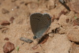 Western Tailed-Blue (Cupido amyntula herri)