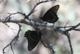 Red-Spotted Purple (Limenitis arthemis arizonensis)