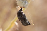 Tropical Buckeye (junonia evarete nigrosuffusa) - pupa