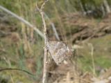 American Snout (Libytheana carinenta streckeri)