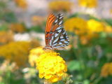 Gulf Fritillary (Agraulis vanillae incarnata)