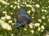 Great Blue Hairstreak (Atlides halesus corcorani) - male