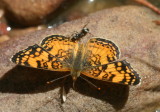 Mylitta Crescent (Phyciodes mylitta arizonensis)