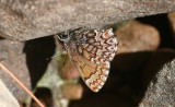 Western Pine Elfin (Callophrys eryphon fusca)