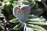Melissa Blue (Plebejus melissa)