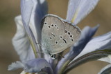 Silvery Blue (Glaucopsyche lygdamus arizonensis)
