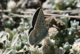 Arctic Blue (Plebejus glandon punctatus)