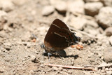 Thicket Hairstreak (Callophrys spinetorum spinetorum)