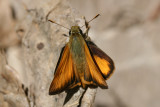 Taxiles Skipper (Poanes taxiles)