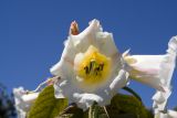 At the Bontanical Gardens