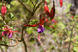 At the Bontanical Gardens