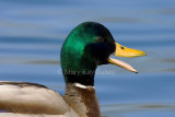 Mallard _S9S0519.jpg