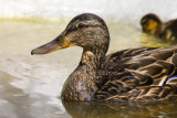 Mallard _S9S8897.jpg