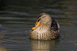 Mallard female _S9S0023.jpg