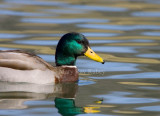 Mallard male _S9S0142.jpg