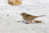 Song Sparrow _11R1925.jpg