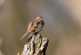 Song Sparrow _I9I5550.jpg