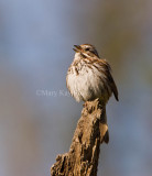 Song Sparrow _I9I5578.jpg