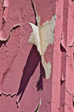Peeling in Holbrook