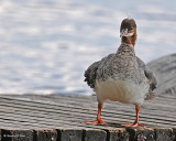 20080720- D300 120 Common Merganser # 12 SERIES.jpg