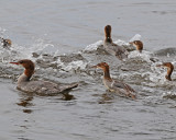 20080720- D300 474 Common Mergansers #17 SERIES.jpg