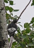 20080728- D300 021 Red-headed Woodpecker (Juv).jpg