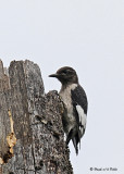 20080728- D300 046 Red-headed Woodpecker (juv).jpg