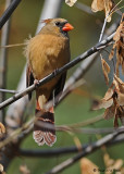 20081027 023 Northern Cardinal female.jpg
