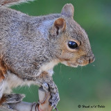 20081101 536 Squirrel.jpg