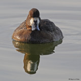 20081112 228 Lesser Scoup SERIES.jpg