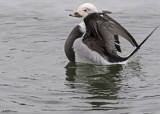 20091020 325 327 Long-tailed Duck (M).jpg
