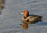 20091018 323 Redhead Duck.jpg