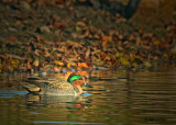20091026 097 Green-winged Teal (M).jpg