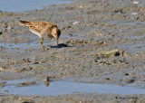 20090919 513 Pectoral Sandpiper.jpg