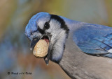 20091108 371 Blue Jay.jpg