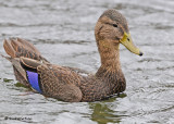20091106 958 American Black Duck.jpg