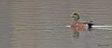 20091106 090 American Wigeon - (M).jpg