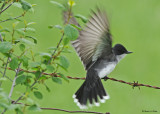 20080606 477 Eastern Kingbird.jpg