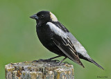 20080611 099 Bobolink.jpg