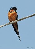 20080425 049 Barn Swallow.jpg