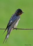 20080606 412 Barn Swallow.jpg