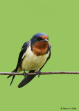 20080606 417 Barn Swallow.jpg