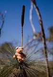 I'm king of the Australian bush up in this grass tree!