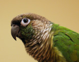 DSC01730 cropped - Oscar