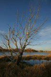 DSC05621 - Kent's Pond Birch