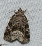 Large Mossy Glyph (Protodeltote muscosula), #9047