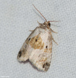 Black-dotted maliattha (Maliattha synochitis), #9049