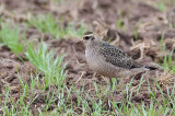 Am.Golden Plover, G.Pre DSC_7636-1.jpg