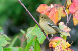 Blackpoll W., Duncans Cove DSC_7515-Edit.jpg